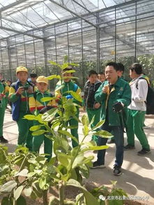 石景山区实验小学 体验现代农业科技 关注百姓食品安全——蔬菜种植实践活动纪实
