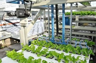 蔬菜无人种植工厂 高效农业的诞生与农民的转型契机