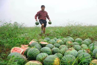 一高产就滞销，价格就跌 菜农的十字路口，明年你还种地吗？