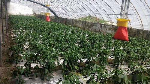 班玛县接待办下属酒店宾馆与江日堂乡扶贫蔬菜种植基地签署农产品蔬菜采购协议