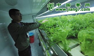 大连工厂化蔬菜种植首秀消博会 展示现代设施农业新高度