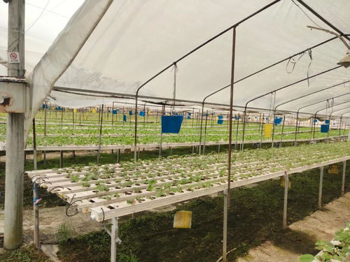 探索无土栽培蔬菜工厂，体验行走的自然课堂