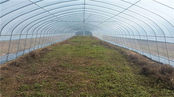 郑州蔬菜大棚成本分析及高清图片参考: 从建造到种植的全面指南