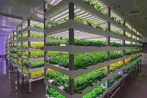 未来已来 青岛西海岸商品交易中心引领植物工厂颠覆传统农业种植方式
