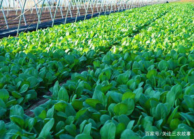 高回报低风险的蔬菜种植项目 30天营收18000元的种植秘诀