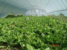 小飞海自然村 蔬菜种植撬动乡村振兴的绿色引擎