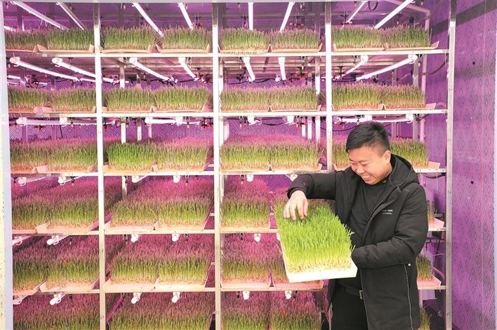 戈壁滩上的绿色奇迹——兵团蔬菜产业助推乡村振兴纪实