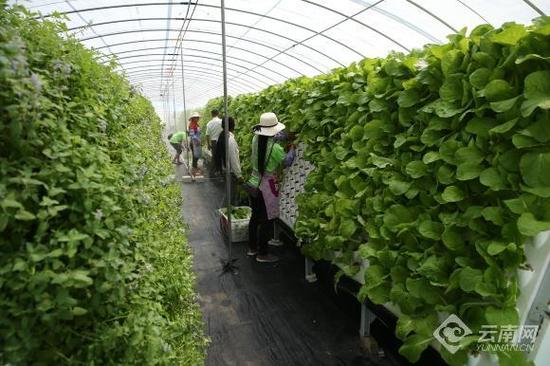 临沧市蚂蚁堆乡:发展蔬菜与鲜花种植 开拓易地搬迁户增收渠道