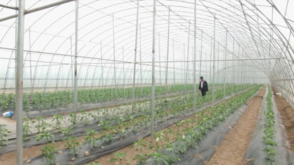 把赣州蔬菜产业做成大产业——李炳军调研蔬菜种植侧记