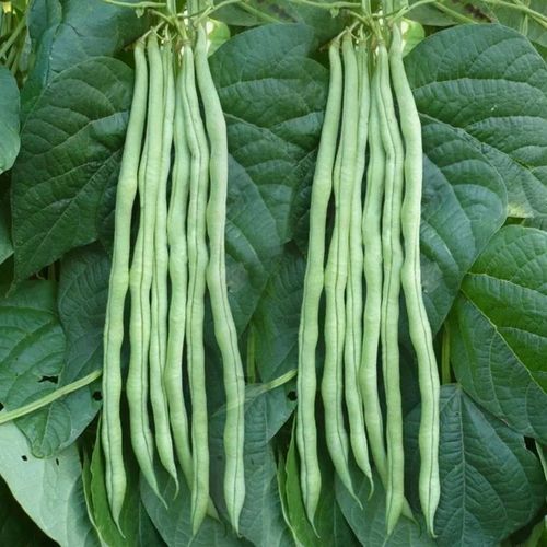 贵州新鲜豆角无筋豆角新鲜蔬菜农家露天种植蛇豆角架豆王炒菜农