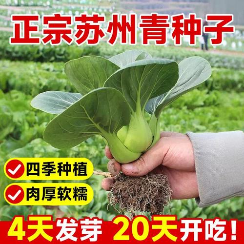 苏州青菜籽种孑黑叶矮脚正宗黑大头上海青菜种子蔬菜阳台庭院种植