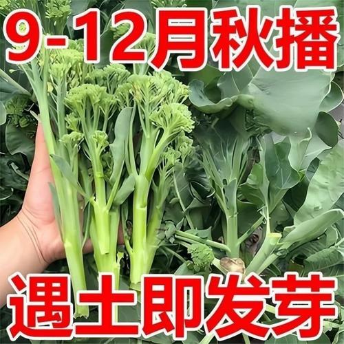 正品新种西兰苔种子绿西兰苔有机西洋芥兰田园庭院种植蔬菜苔种子