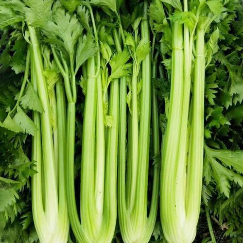 西芹种子四季大肉西芹种子芹菜种孑原装种籽高产蔬菜阳台大棚种植