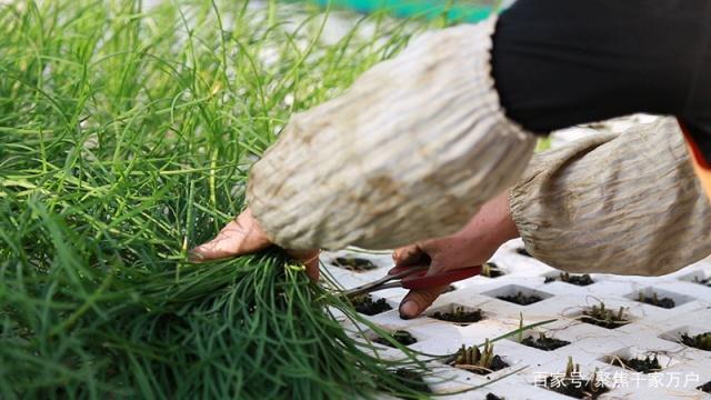 未来农业发展新思路:"集约工厂化生产"